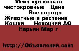 Мейн-кун котята чистокровные › Цена ­ 25 000 - Все города Животные и растения » Кошки   . Ненецкий АО,Нарьян-Мар г.